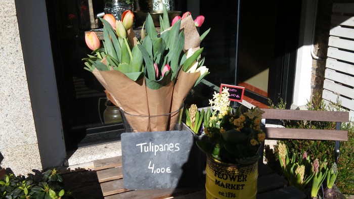 Tulipanes - A Florería